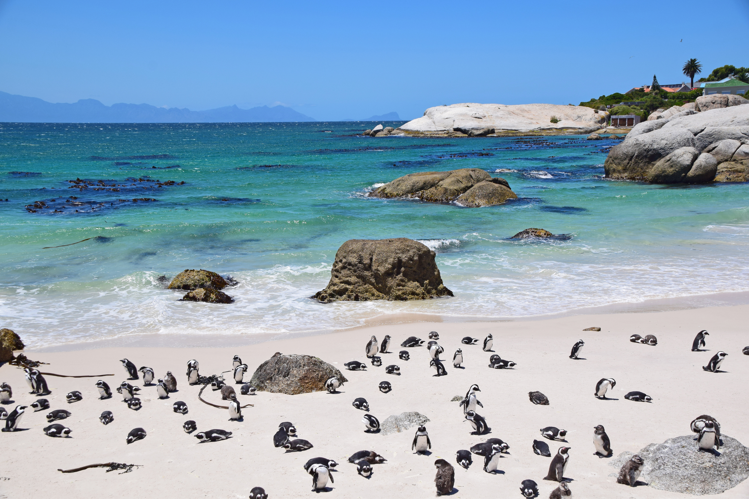 bird island (2).webp